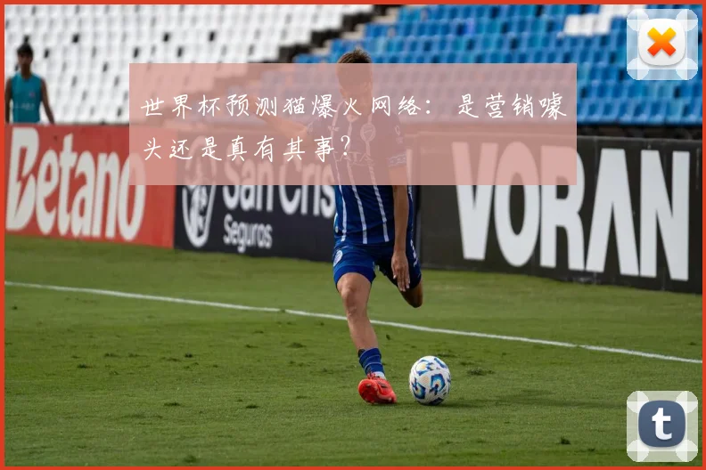 世界杯预测猫爆火网络：是营销噱头还是真有其事？